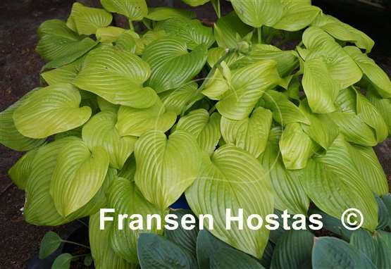 Hosta Tortilla Chip